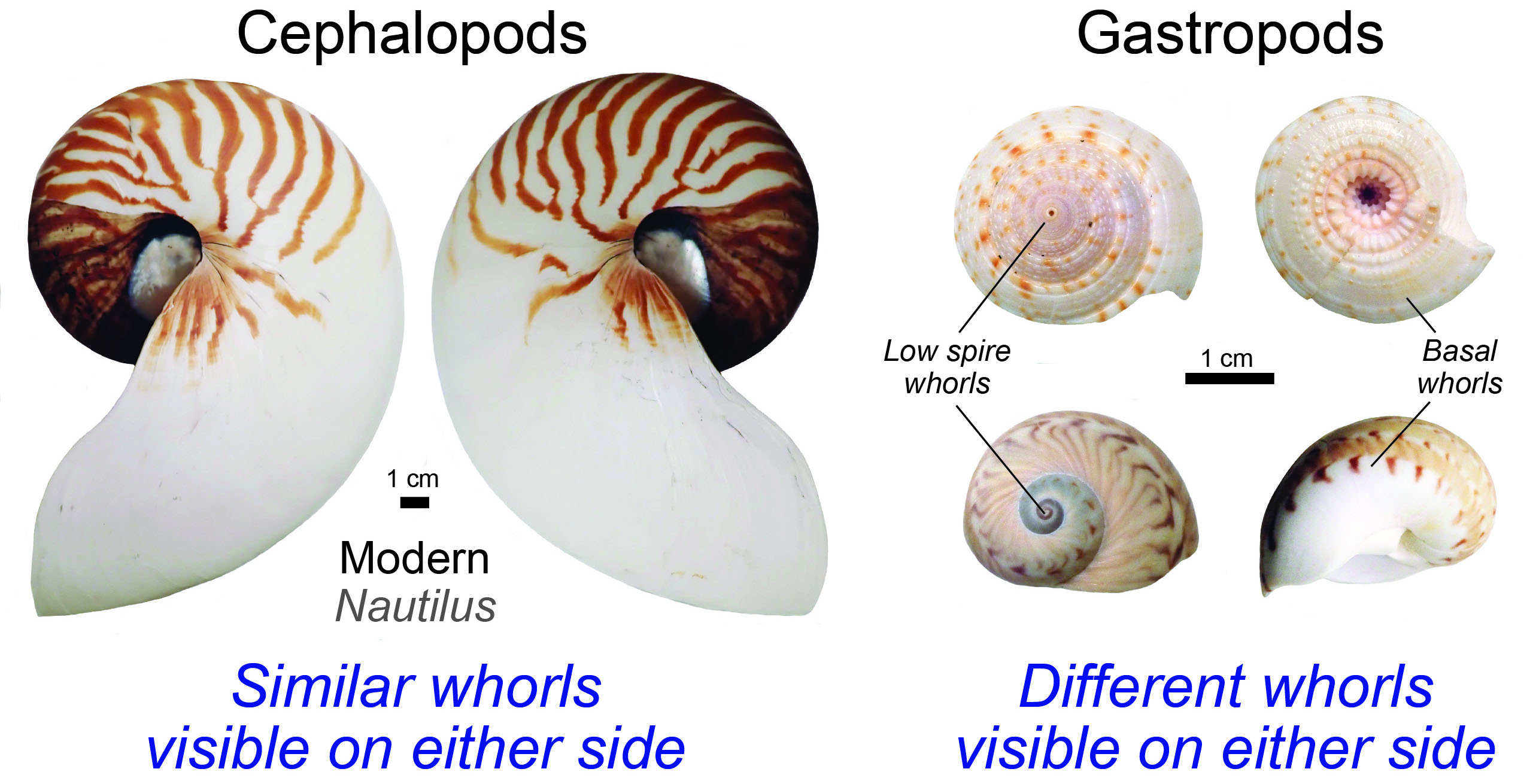 Whorls (coils) of nautiloid cephalopods are the same when viewed from either side of the aperture, while the number and appearance of whorls of gastropods are different on either side.